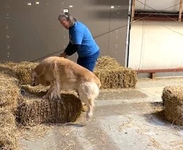 Barn Hunt-W.webp