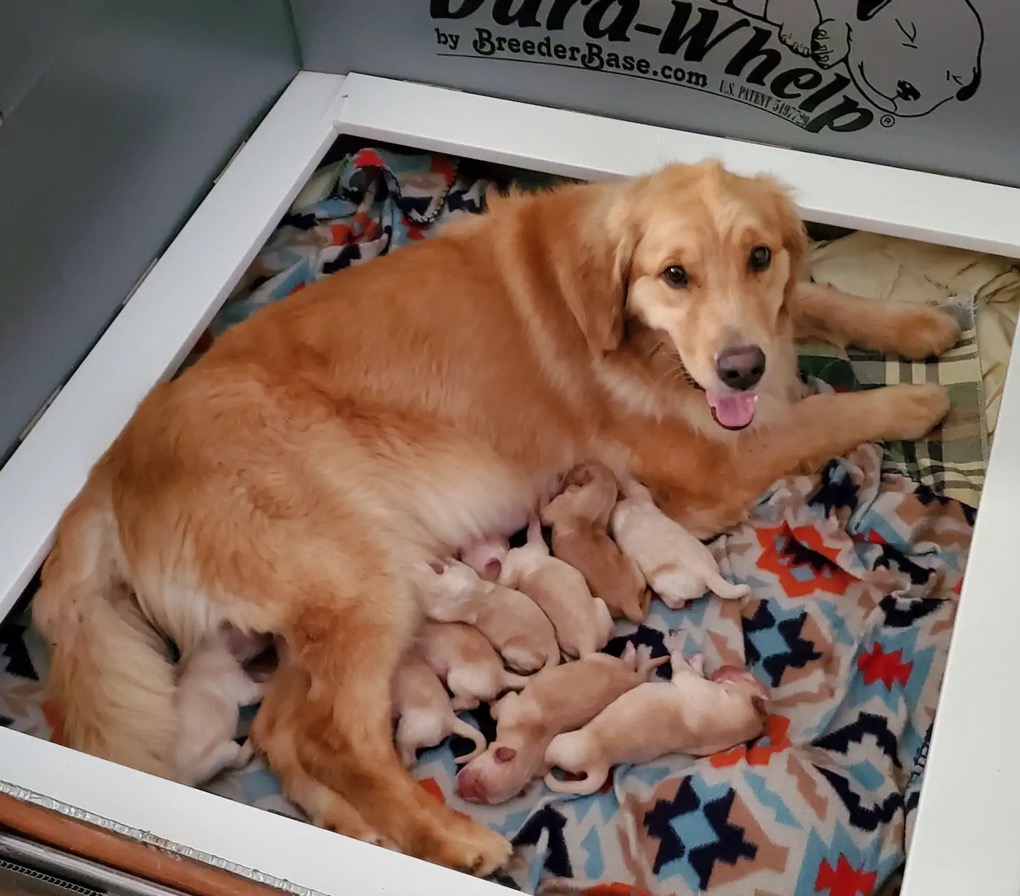 Breeder-5.webp