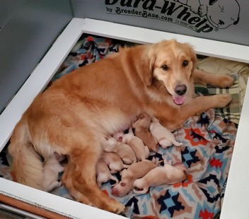 Breeder-5.webp