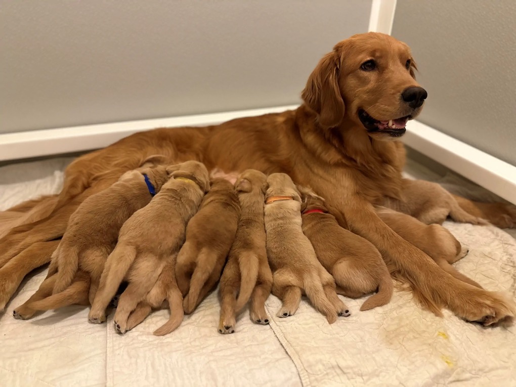Breeder-Referral.webp