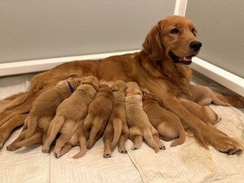 Breeder-Referral.webp