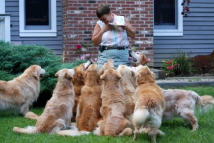 CRVGRC  Dogs.webp