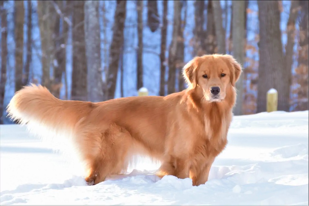 GoldenSnow3.webp